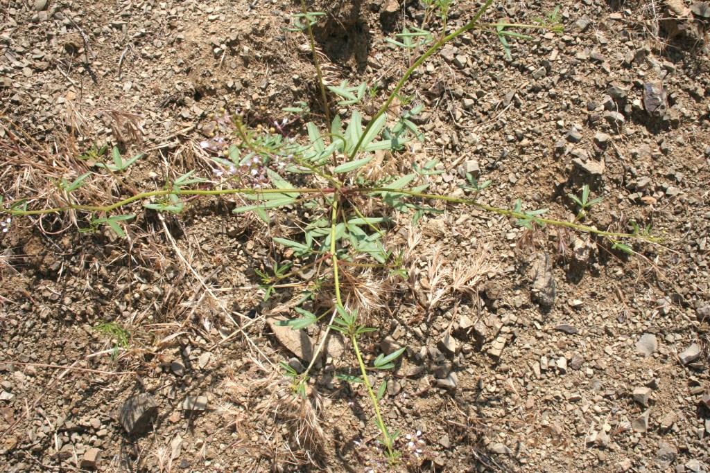 Изображение особи Cleome ornithopodioides.