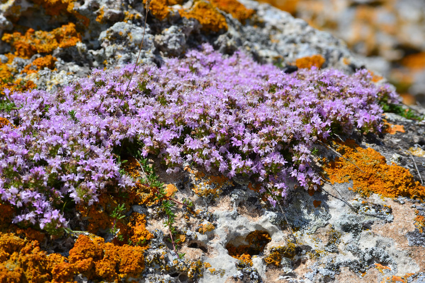 Изображение особи Thymus moldavicus.