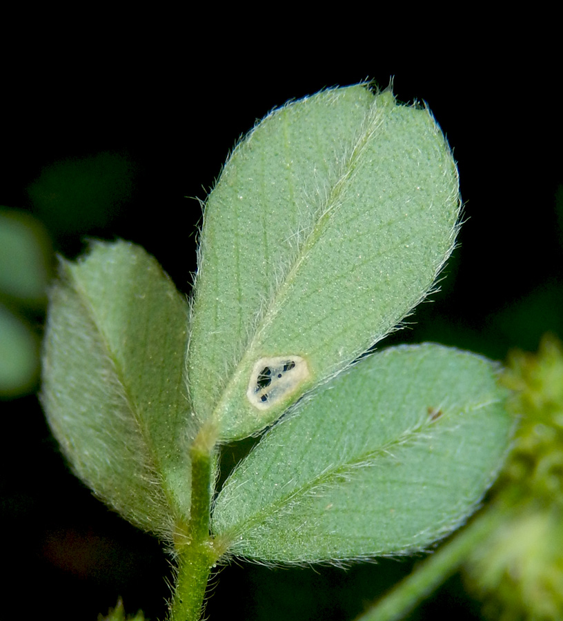 Изображение особи Medicago minima.