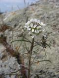 Erysimum leucanthemum