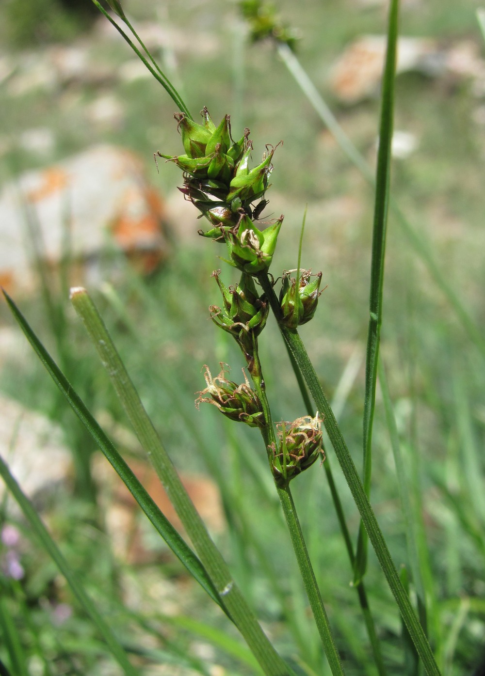 Изображение особи род Carex.