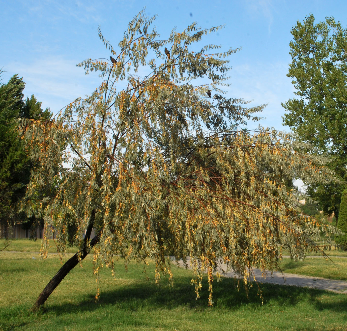 Изображение особи Elaeagnus angustifolia.