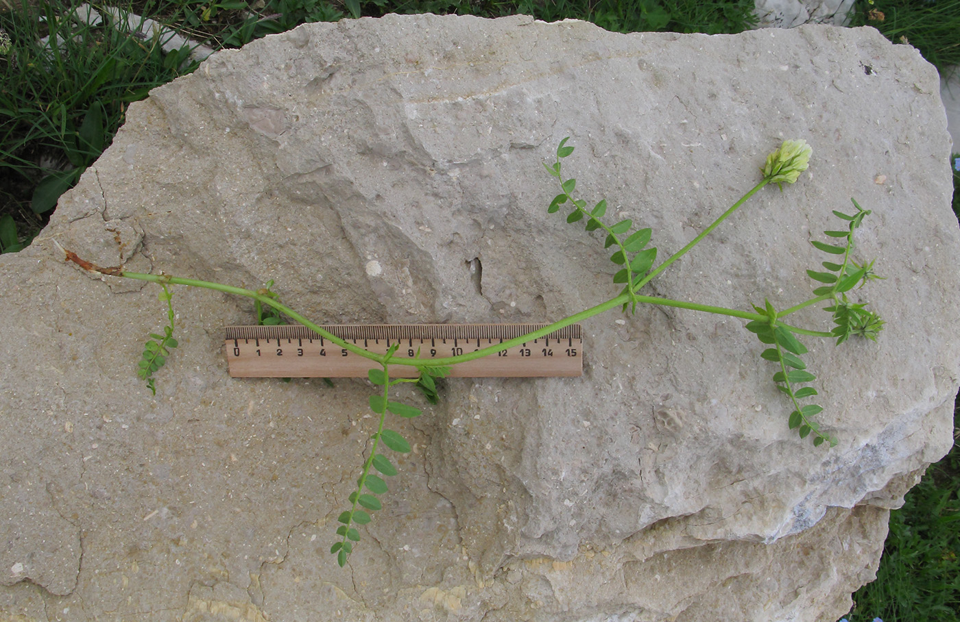 Image of Astragalus freynii specimen.