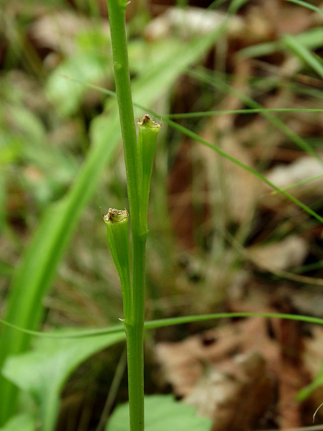 Image of Liparis krameri specimen.