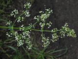 Galium album. Соцветие. Санкт-Петербург, окр. Шуваловского карьера. 11.07.2009.
