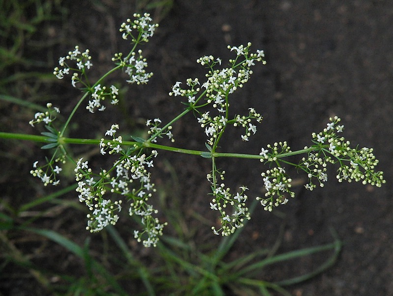 Image of Galium album specimen.