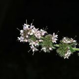 Mentha &times; dalmatica