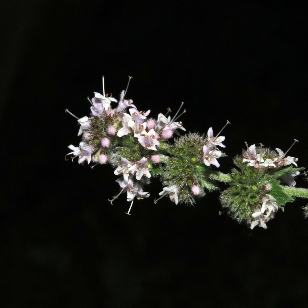 Image of Mentha &times; dalmatica specimen.