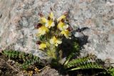 Pedicularis oederi