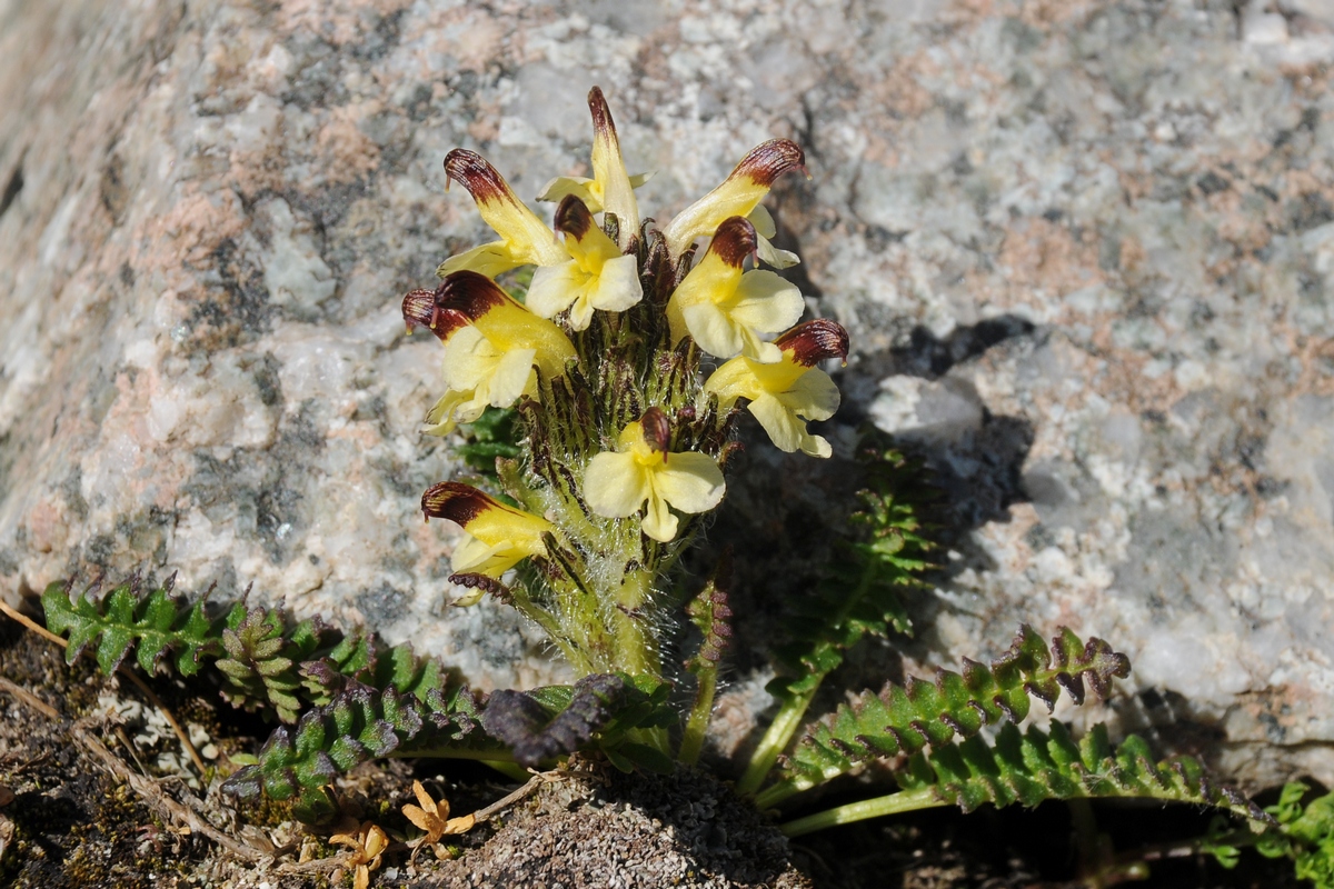 Изображение особи Pedicularis oederi.