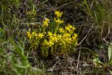 Sedum acre. Цветущее растение. Ленинградская обл., Гатчинский р-н, окр. пос. Пудость, заброшенный травертиновый карьер, придорожный склон западной экспозиции, суходольный злаково-разнотравный луг. 10.07.2016.