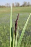 Carex riparia
