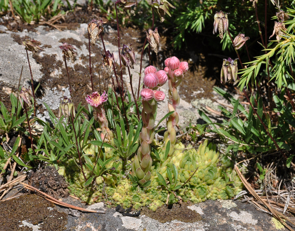 Изображение особи Sempervivum pumilum.