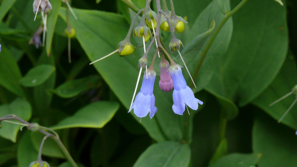 Image of Mertensia sibirica specimen.