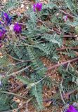 Astragalus onobrychis