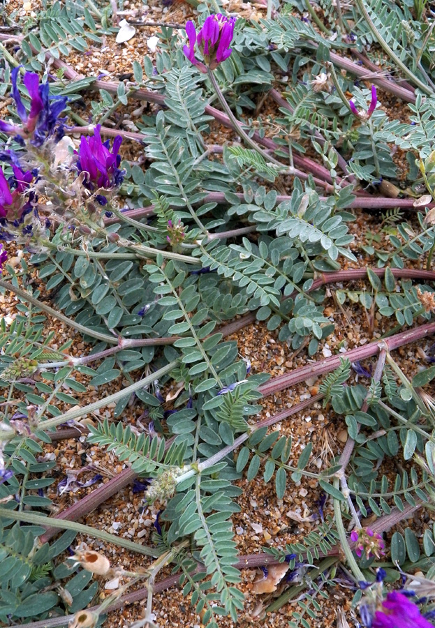 Изображение особи Astragalus onobrychis.