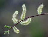 Salix boganidensis