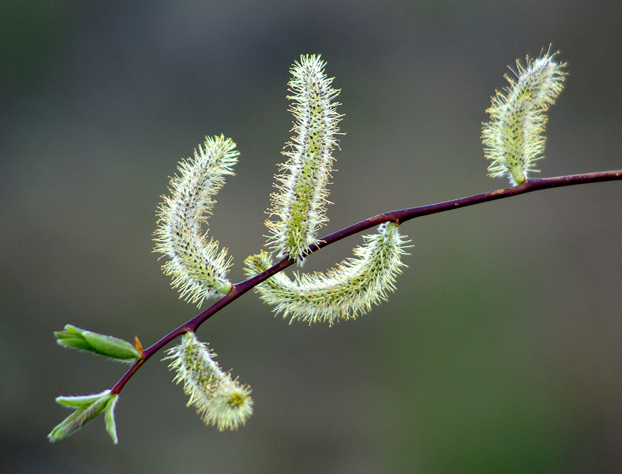 Изображение особи Salix boganidensis.