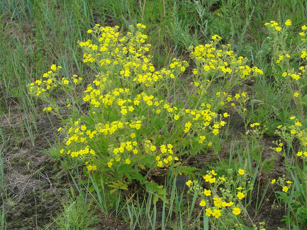 Image of Potentilla tanacetifolia specimen.