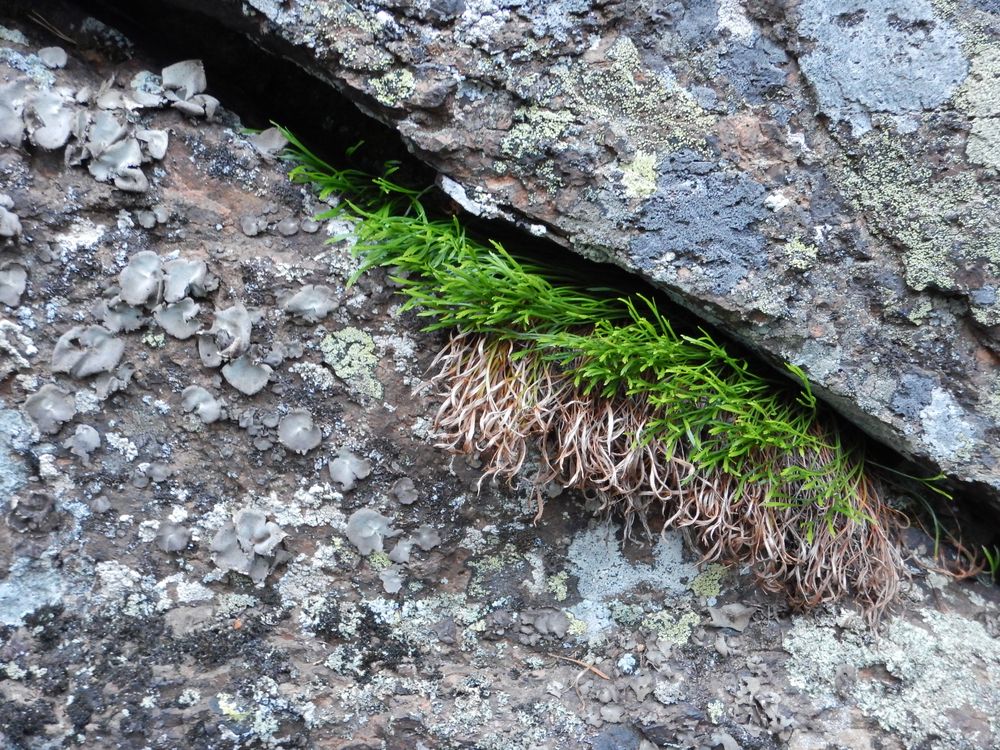 Image of Asplenium septentrionale specimen.