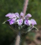 Phlomoides ostrowskiana