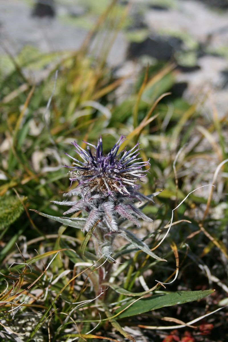 Image of Saussurea schanginiana specimen.