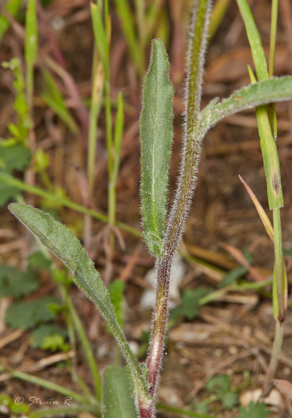 Image of Campanula praealta specimen.