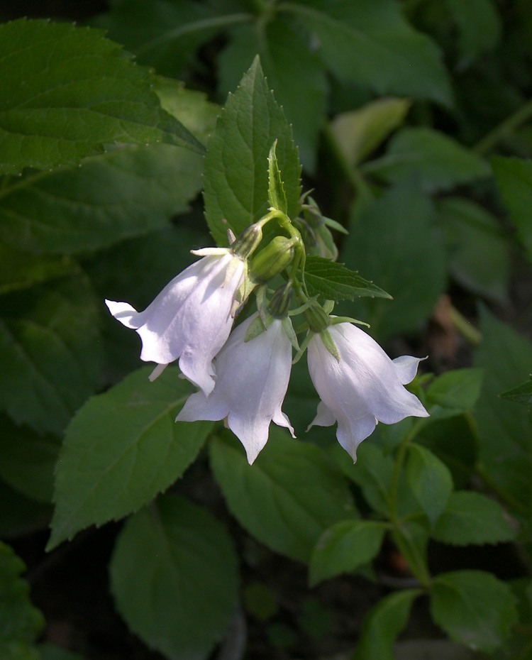 Image of Adenophora pereskiifolia specimen.