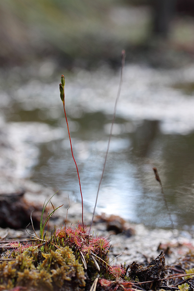 Изображение особи Drosera rotundifolia.