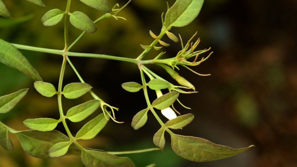 Image of Jasminum officinale specimen.