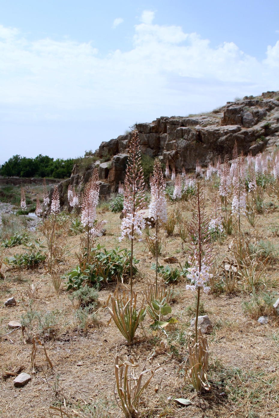 Изображение особи Eremurus olgae.