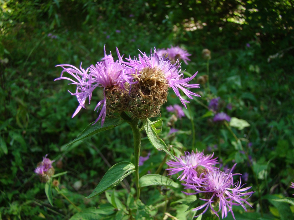 Изображение особи Centaurea pseudophrygia.