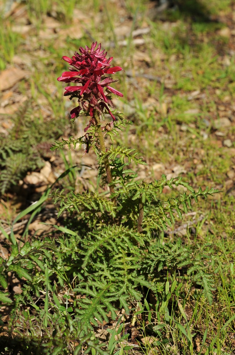 Image of Pedicularis densiflora specimen.