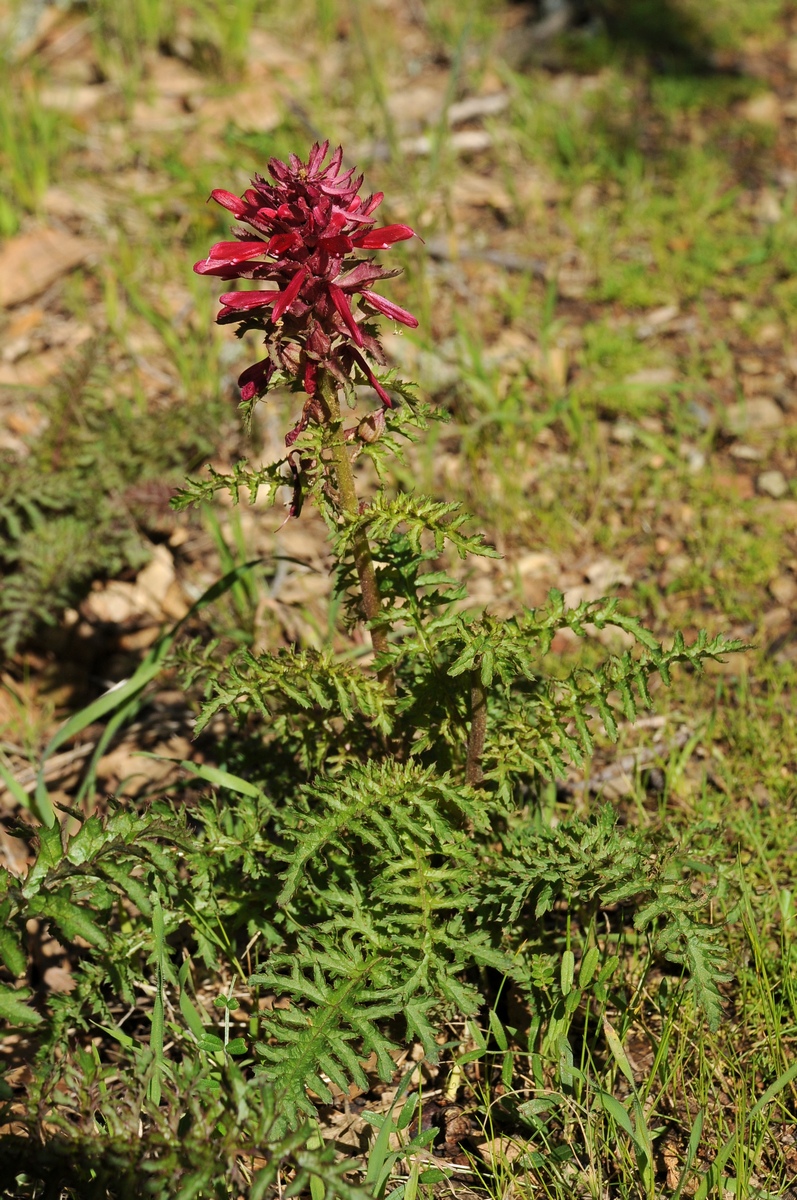 Изображение особи Pedicularis densiflora.