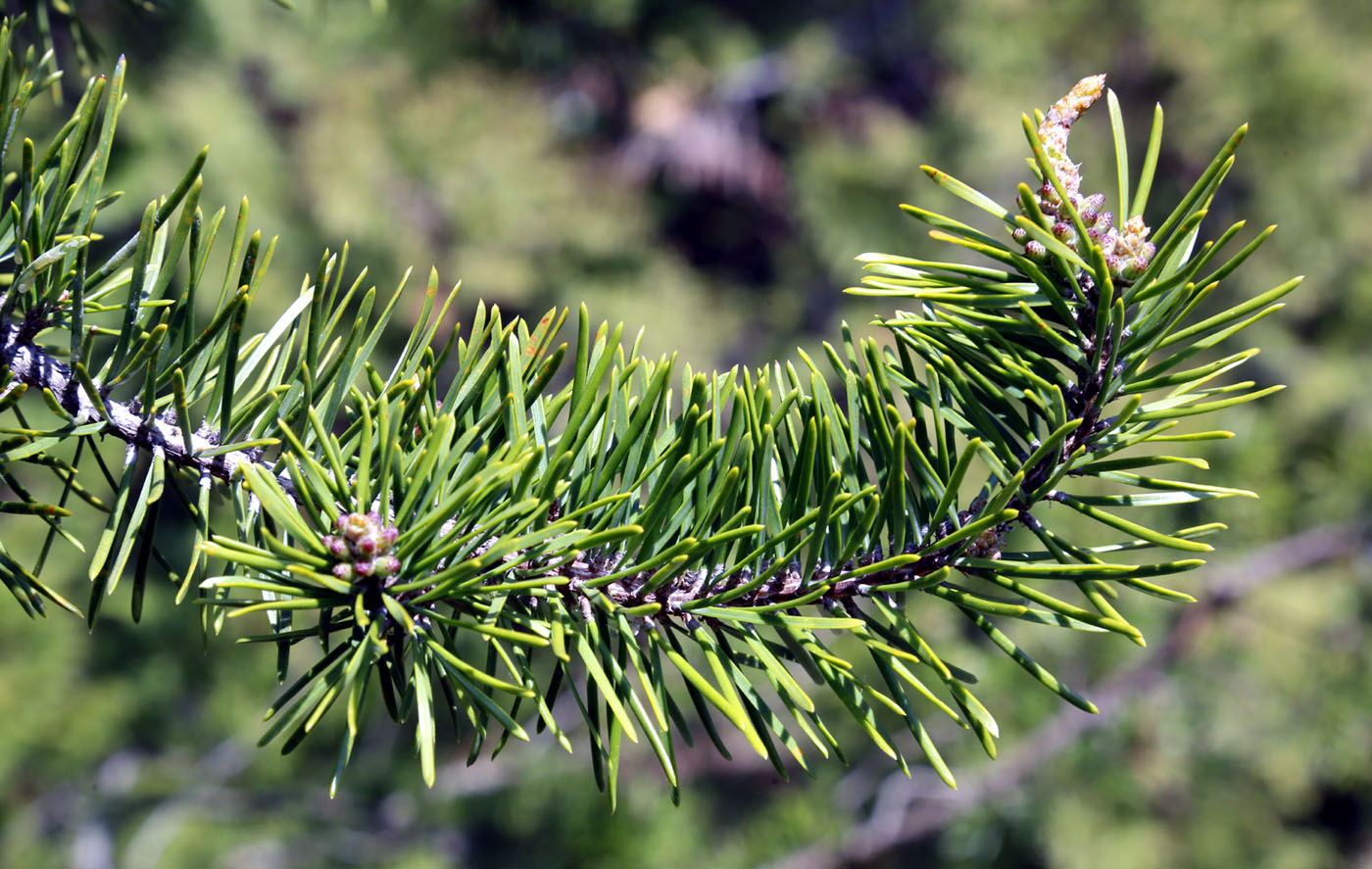 Image of Pinus banksiana specimen.