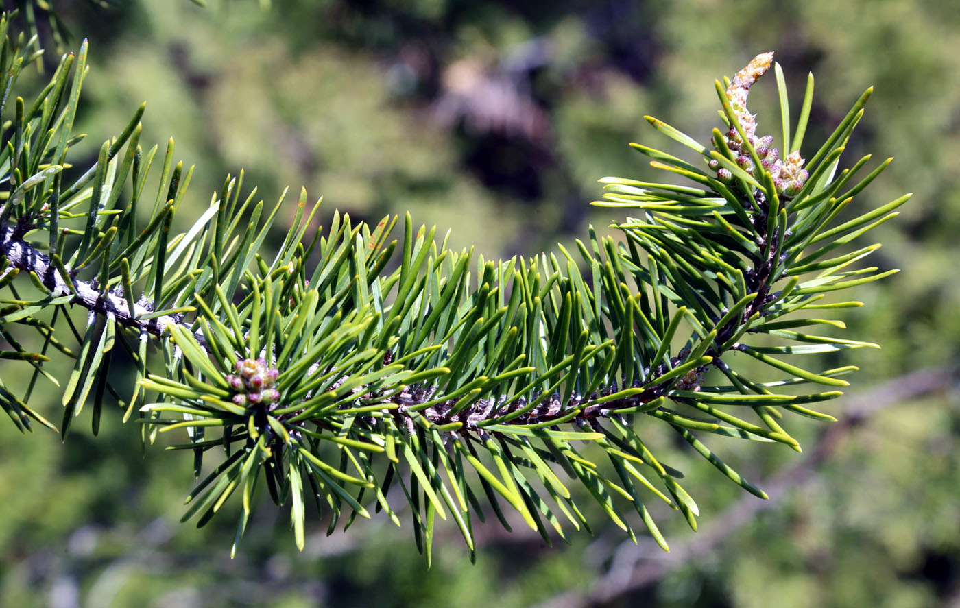 Изображение особи Pinus banksiana.