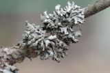 Hypogymnia tubulosa. Таллом с соралями на ветке Sorbus aucuparia. Ленинградская обл., Всеволожский р-н, окр. пос. Куйвози, садоводство. 27.03.2017.
