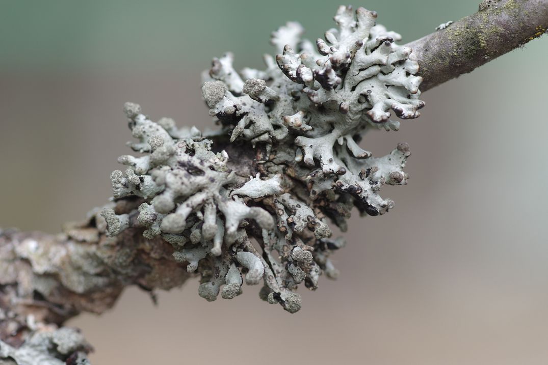 Image of Hypogymnia tubulosa specimen.
