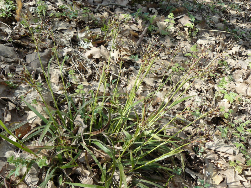 Image of Luzula forsteri specimen.