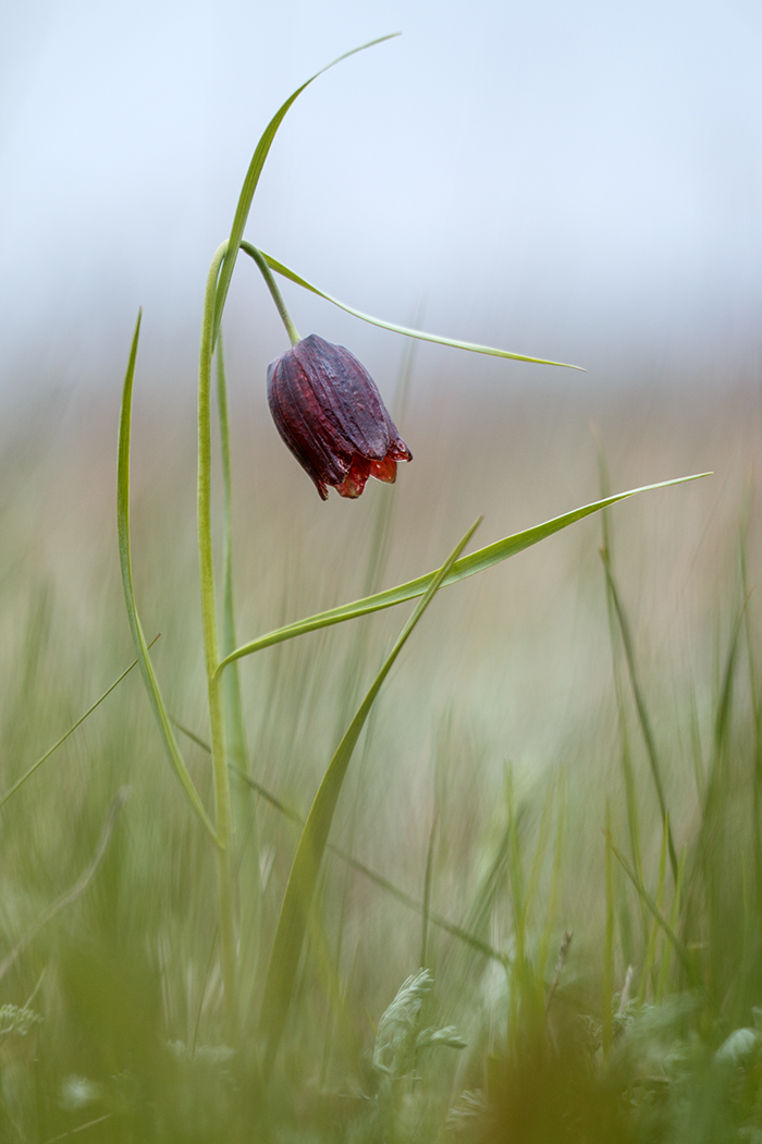 Image of Fritillaria meleagroides specimen.