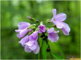 Cardamine bulbifera