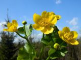 Caltha palustris
