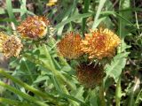 Taraxacum officinale. Увядающие соцветия. Санкт-Петербург, пустырь. 26 мая 2009 г.