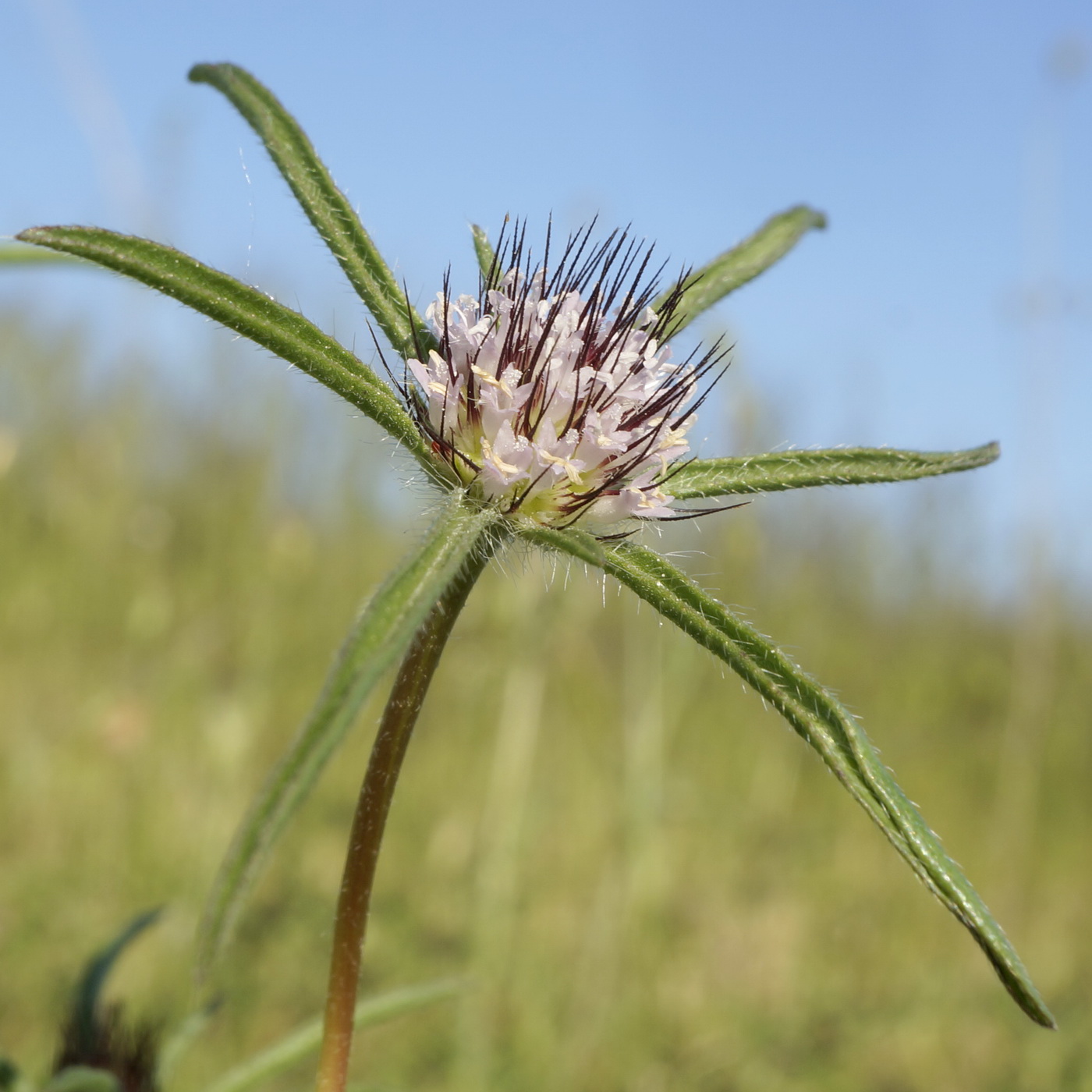 Image of Lomelosia divaricata specimen.