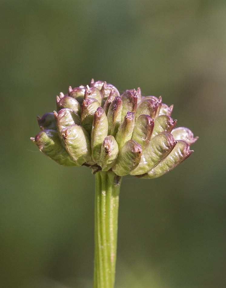 Image of Trollius asiaticus specimen.