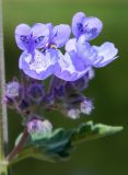 genus Nepeta. Соцветие. Подмосковье, Одинцовский р-н, дер. Лайково, приусадебный участок. Июнь 2017 г.