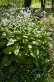 Lunaria rediviva