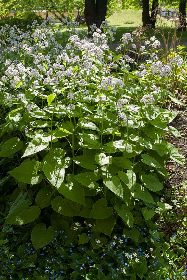 Image of Lunaria rediviva specimen.