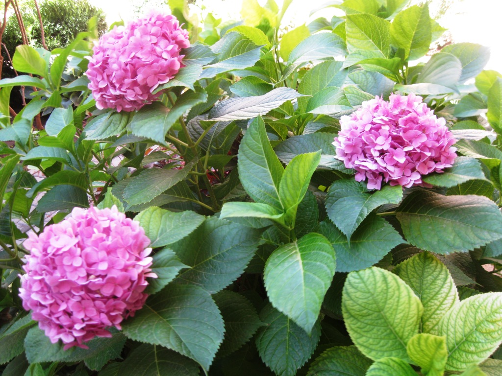 Image of Hydrangea macrophylla specimen.