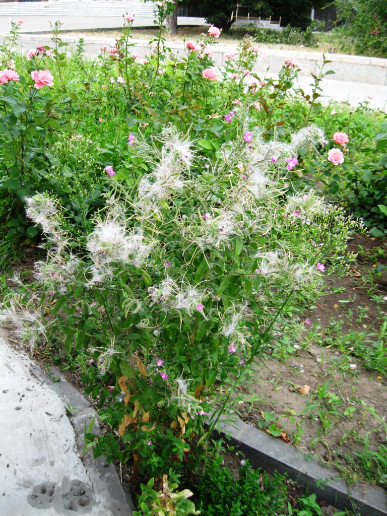 Image of Epilobium hirsutum specimen.